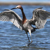 Reddish Egret